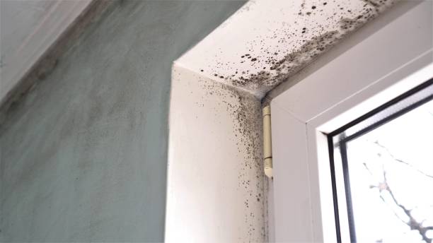 Best Residential Mold Removal  in Bayard, NE