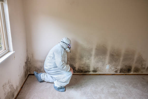 Crawl Space Mold Removal in Bayard, NE