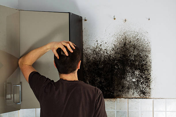 Best Black Mold Removal  in Bayard, NE