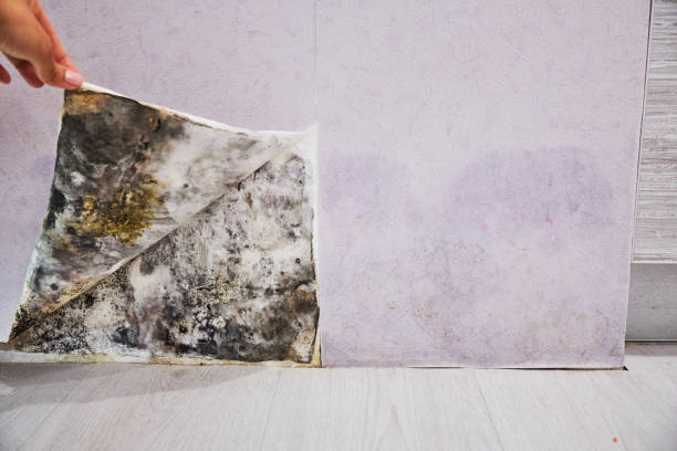 Best Best Mold Removal Companies  in Bayard, NE